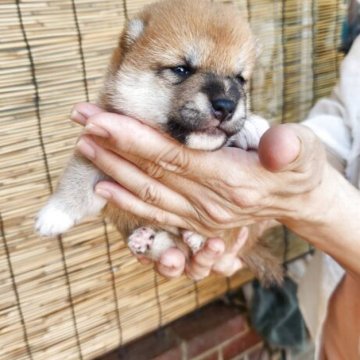 柴犬(豆柴)【福岡県・女の子・2025年7月7日・まんまる顔の赤豆柴❗】の写真「たぬき顔でコロコロしています。」