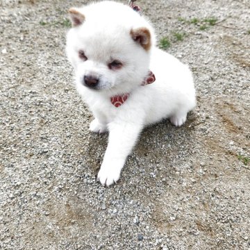 豆柴【福岡県・男の子・2025年3月12日・ふあふあの白豆柴❗】の写真「ふあふあモコモコで鼻黒❗」