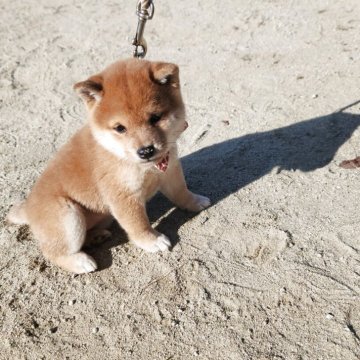 柴犬(豆柴)【福岡県・女の子・2025年9月17日・まんまる顔の赤豆柴❗】の写真「☺コロコロして可愛いです。❗」