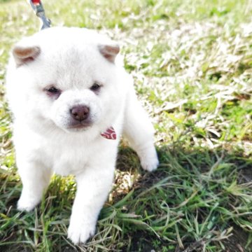 柴犬(豆柴)【福岡県・男の子・2025年10月1日・人気の白豆柴❗】の写真「🙆クリーム白でなく綺麗な白色❗」
