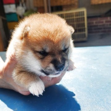 豆柴【福岡県・女の子・2025年7月7日・まんまる顔の赤豆柴❗】の写真「たぬき顔でコロコロしています。」