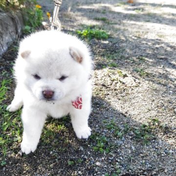 柴犬(豆柴)【福岡県・男の子・2025年10月1日・人気の白豆柴❗】の写真「🙆クリーム白でなく綺麗な白色❗」