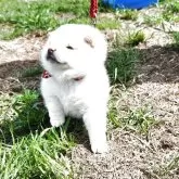豆柴