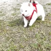豆柴