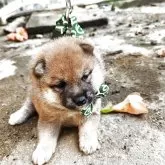 豆柴
