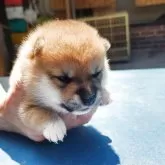 豆柴