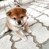 柴犬(豆柴)