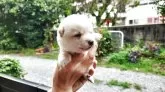 豆柴【福岡県・男の子・2025年7月12日・小さい白豆柴】の写真3