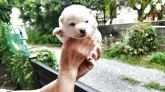 豆柴【福岡県・男の子・2025年7月12日・小さい白豆柴】の写真4