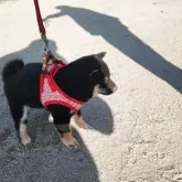 豆柴【福岡県・女の子・2025年10月14日・☺まんまる顔の黒豆柴❗❗】の写真4