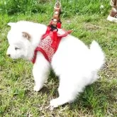 豆柴【福岡県・男の子・2025年3月12日・まんまる顔の白豆柴❗❗】の写真4