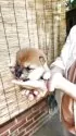 豆柴【福岡県・女の子・2025年7月7日・まんまる顔の赤豆柴❗】の写真5