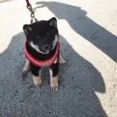 豆柴【福岡県・女の子・2025年10月14日・☺まんまる顔の黒豆柴❗❗】の写真6