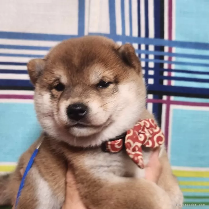 ID:2409-04019の子犬