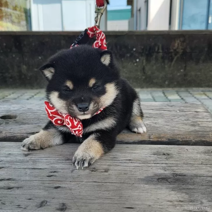 ID:2405-02557の子犬