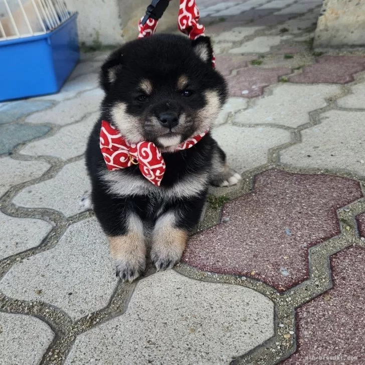ID:2405-02551の子犬