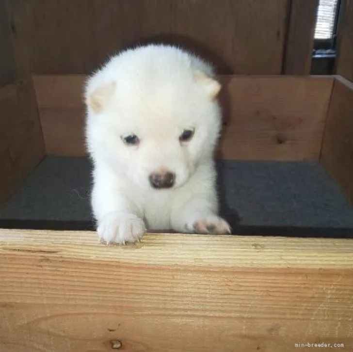 ID：2205-03034の子犬