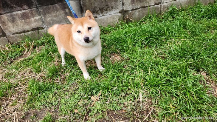 豆柴【・女の子・2023年9月21日・まんまる顔の赤豆柴❗】