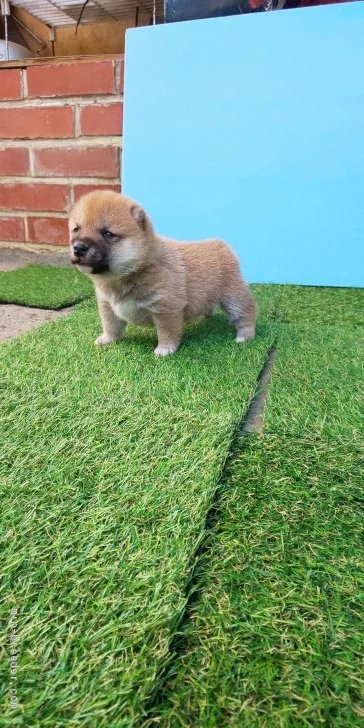 ID:1910-01418の子犬