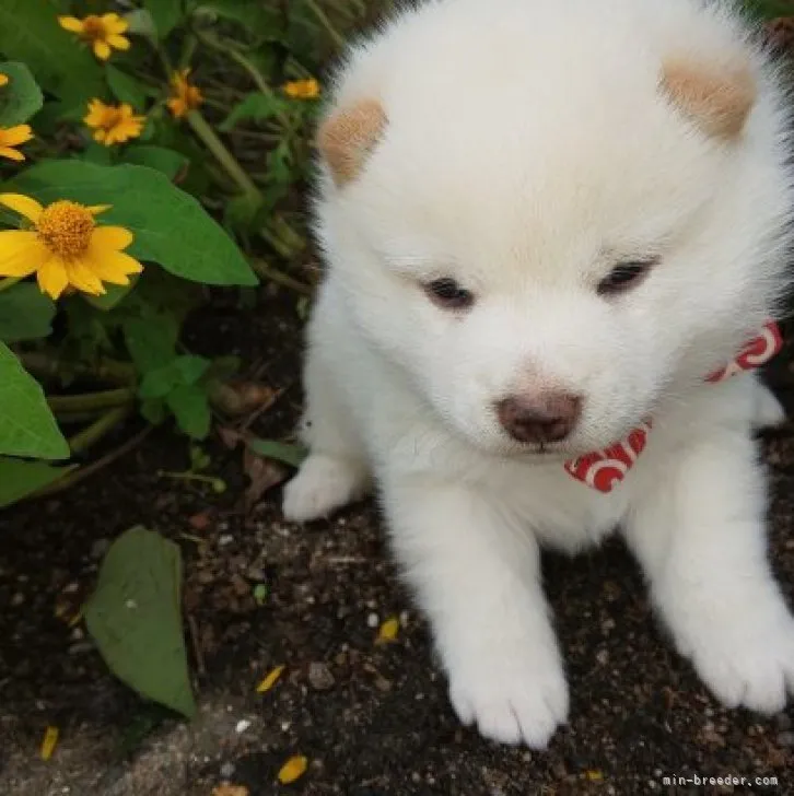 ID:2302-00223の子犬