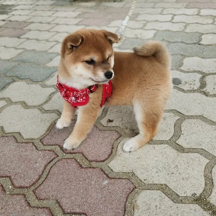 ID：2402-01748の子犬