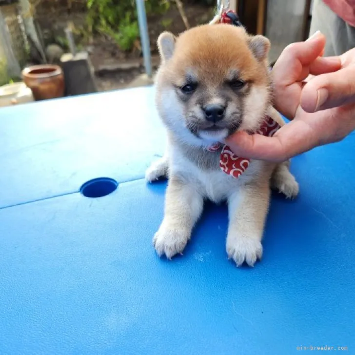 ID：2308-03502の子犬