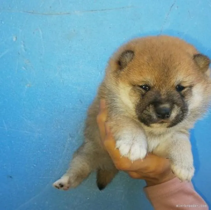 ID：2210-04918の子犬