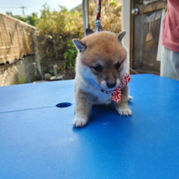 柴犬(豆柴)【福岡県・女の子・2023年7月15日・☺まんまる顔の赤豆柴❗】の写真「綺麗な赤です。❗」