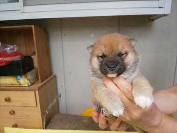 柴犬(豆柴)【福岡県・男の子・2021年4月25日・たぬき顔の赤豆柴】の写真「おとなしい、赤豆柴の男の子」