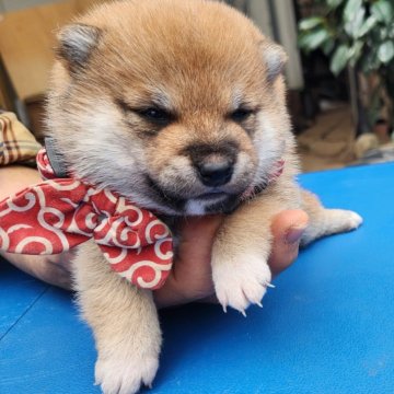 柴犬(豆柴)【福岡県・男の子・2024年1月1日・まんまる顔の赤豆柴❗】の写真「顔の配色が綺麗です。」