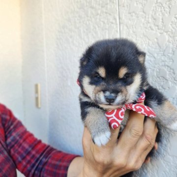 柴犬(豆柴)【福岡県・男の子・2023年12月27日・まんまる顔の黒豆柴❗】の写真「ふわふわモコモコで元気いっぱい。」