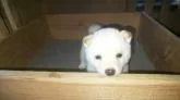 豆柴【福岡県・女の子・2022年4月18日・🐶コロコロ可愛いふあふあ白豆柴の女の子❗️❗️】の写真2「6月18日撮影」