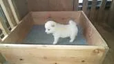 豆柴【福岡県・女の子・2022年4月18日・🐶コロコロ可愛いふあふあ白豆柴の女の子❗️❗️】の写真4「6月18日撮影」