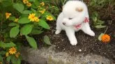 豆柴【福岡県・男の子・2022年12月30日・ふわふわモコモコ極小白豆柴❗】の写真4「写真を更新しました。」