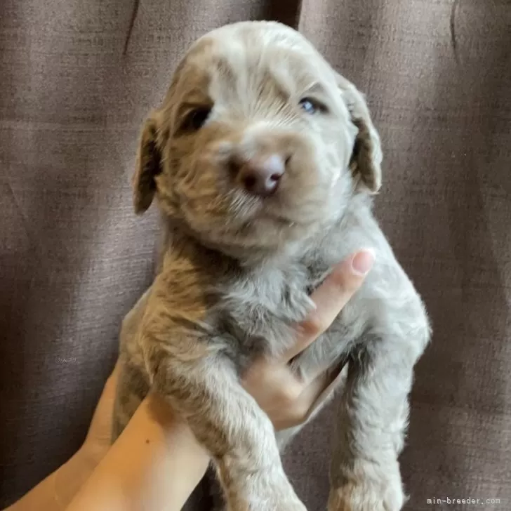 ID：2410-00585の子犬