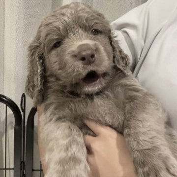 ワイマラナー【山口県・男の子・2024年9月10日・グレー】の写真「ママはチャンピオン！
気質穏やかです」