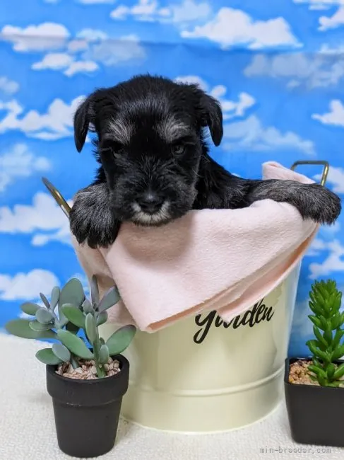 ID:2112-01295の子犬