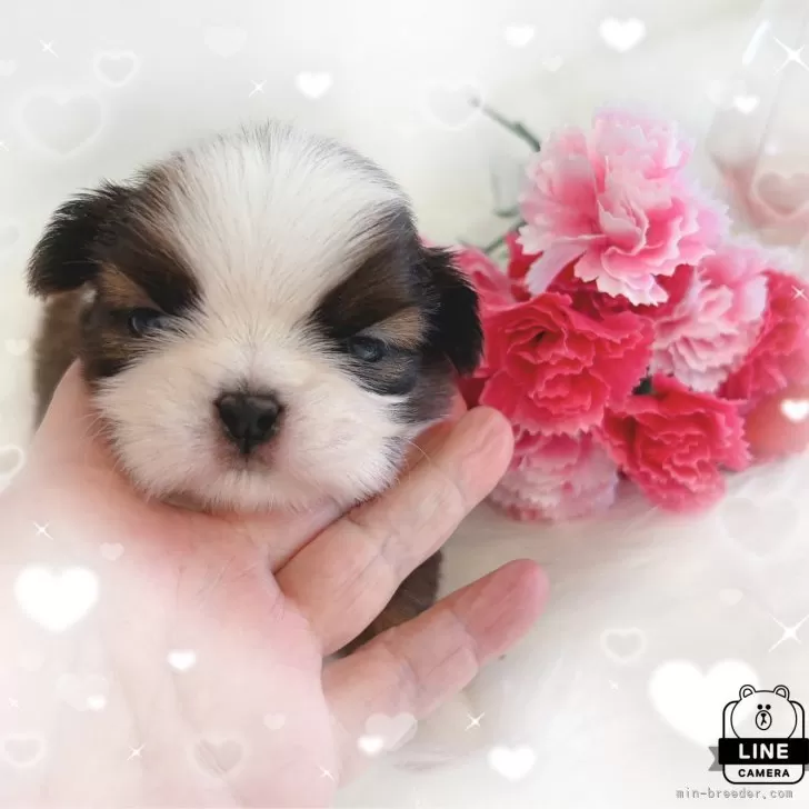 T.K 様のお迎えした子犬