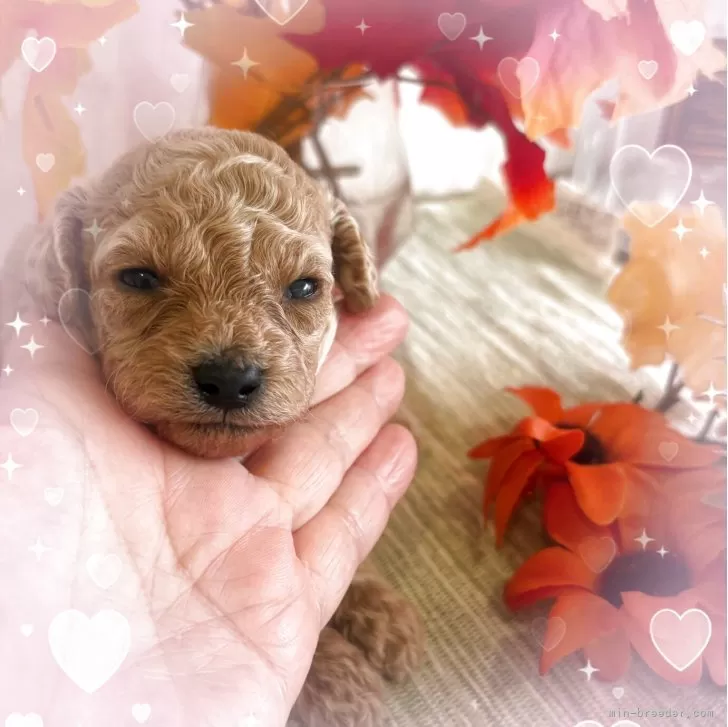 ティーカッププードル【愛媛県・女の子・2025年10月29日・クリーム】の写真1