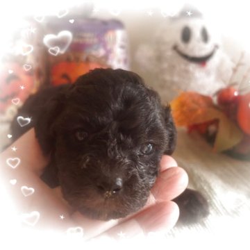 トイプードル(タイニー)【愛媛県・男の子・2025年10月1日・シルバー(タキシードカラー)】の写真「胸元にタキシードカラーが可愛い男の子」