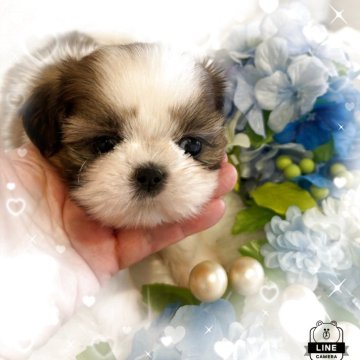 シーズー【愛媛県・女の子・2025年4月9日・ホワイトゴールド】の写真「4人兄弟の唯一女の子です」