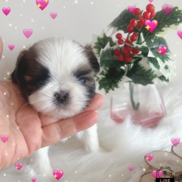 シーズー【愛媛県・男の子・2025年1月15日・ホワイトゴールド】の写真「毛が抜けにくく大人しい男の子」