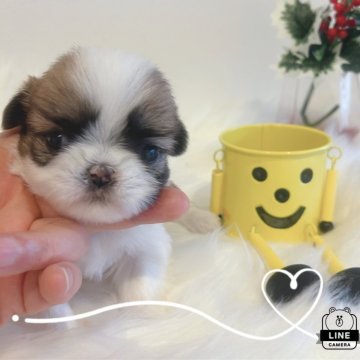 シーズー【愛媛県・女の子・2025年1月15日・ホワイトゴールド】の写真「兄弟で1番小さい女の子」