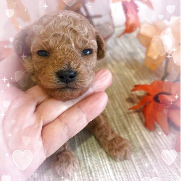ティーカッププードル【愛媛県・男の子・2025年10月29日・アプリコット】の写真「両親共にティーカップで両親共にお顔の可愛い男の子」