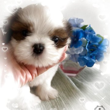 シーズー【愛媛県・男の子・2025年4月9日・ホワイトゴールド】の写真「臍ヘルニア(出べそ)の為お値段を見直しました」