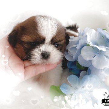 シーズー【愛媛県・女の子・2025年4月9日・ゴールドホワイト】の写真「4兄弟の唯一女の子です」