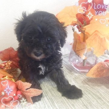 タイニープードル【愛媛県・男の子・2025年10月1日・シルバー(タキシードカラー)】の写真「胸元にタキシードカラーが可愛い男の子」