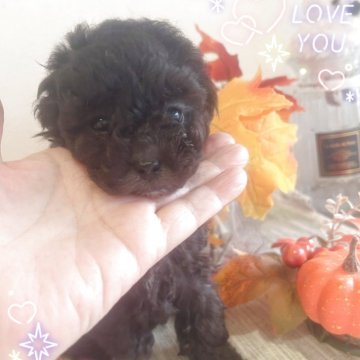 タイニープードル【愛媛県・女の子・2025年10月1日・シルバー】の写真「つぶらな瞳の兄弟で唯一の女の子」