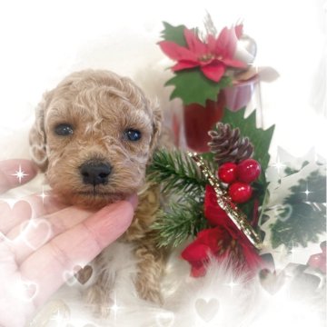 トイプードル(ティーカップ)【愛媛県・女の子・2025年10月29日・クリーム】の写真「両親共にお顔の可愛いアプリに近いクリームちゃん」