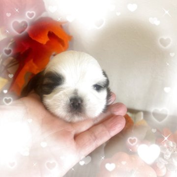 シーズー【愛媛県・男の子・2025年10月15日・ホワイトゴールド】の写真「シマエナガの様なお顔の白い可愛い男の子」